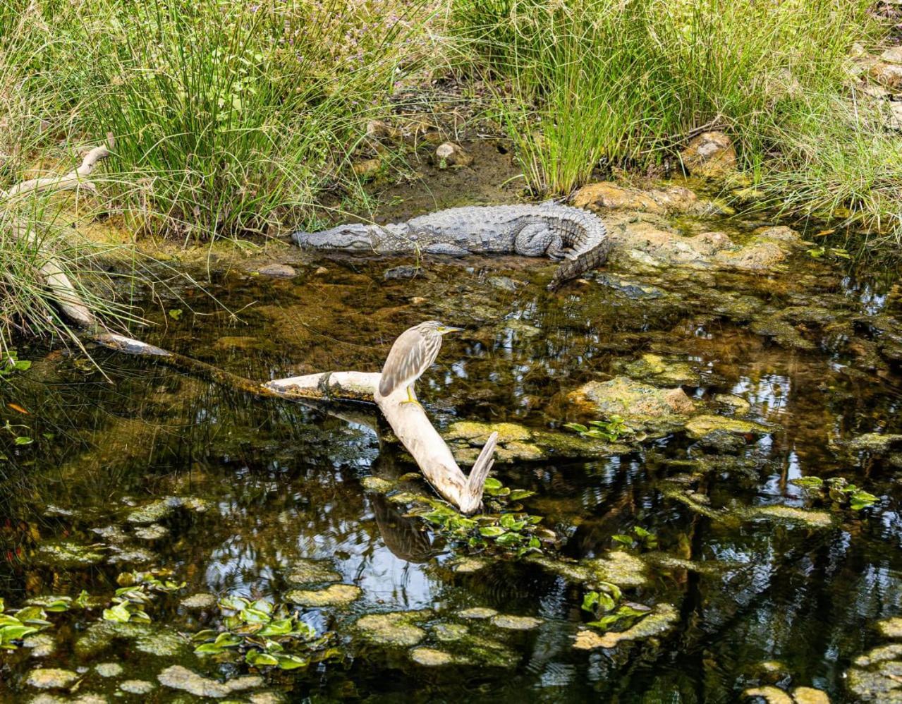 Gir Birding Lodge Sasan Gir Eksteriør bilde