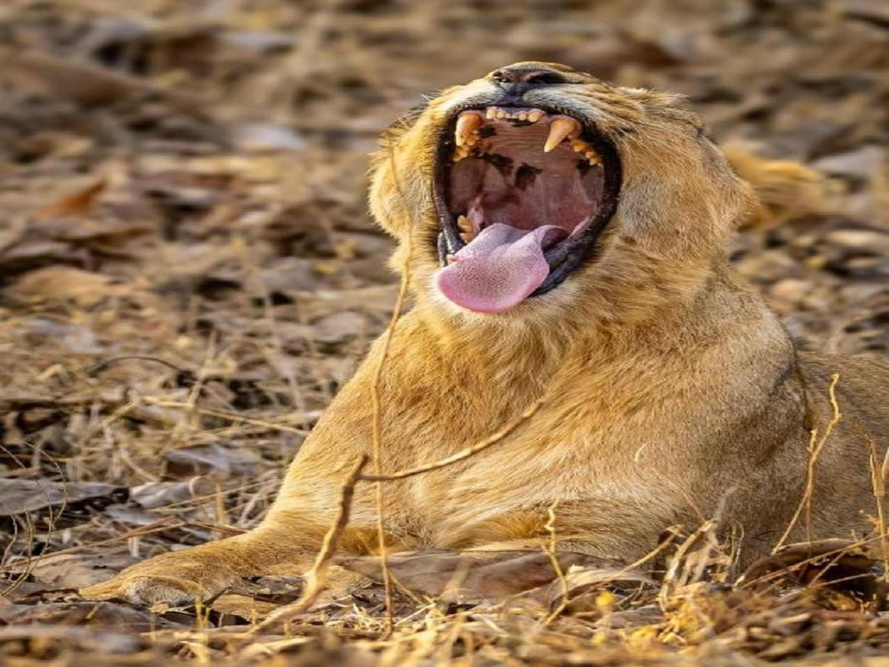 Gir Birding Lodge Sasan Gir Eksteriør bilde