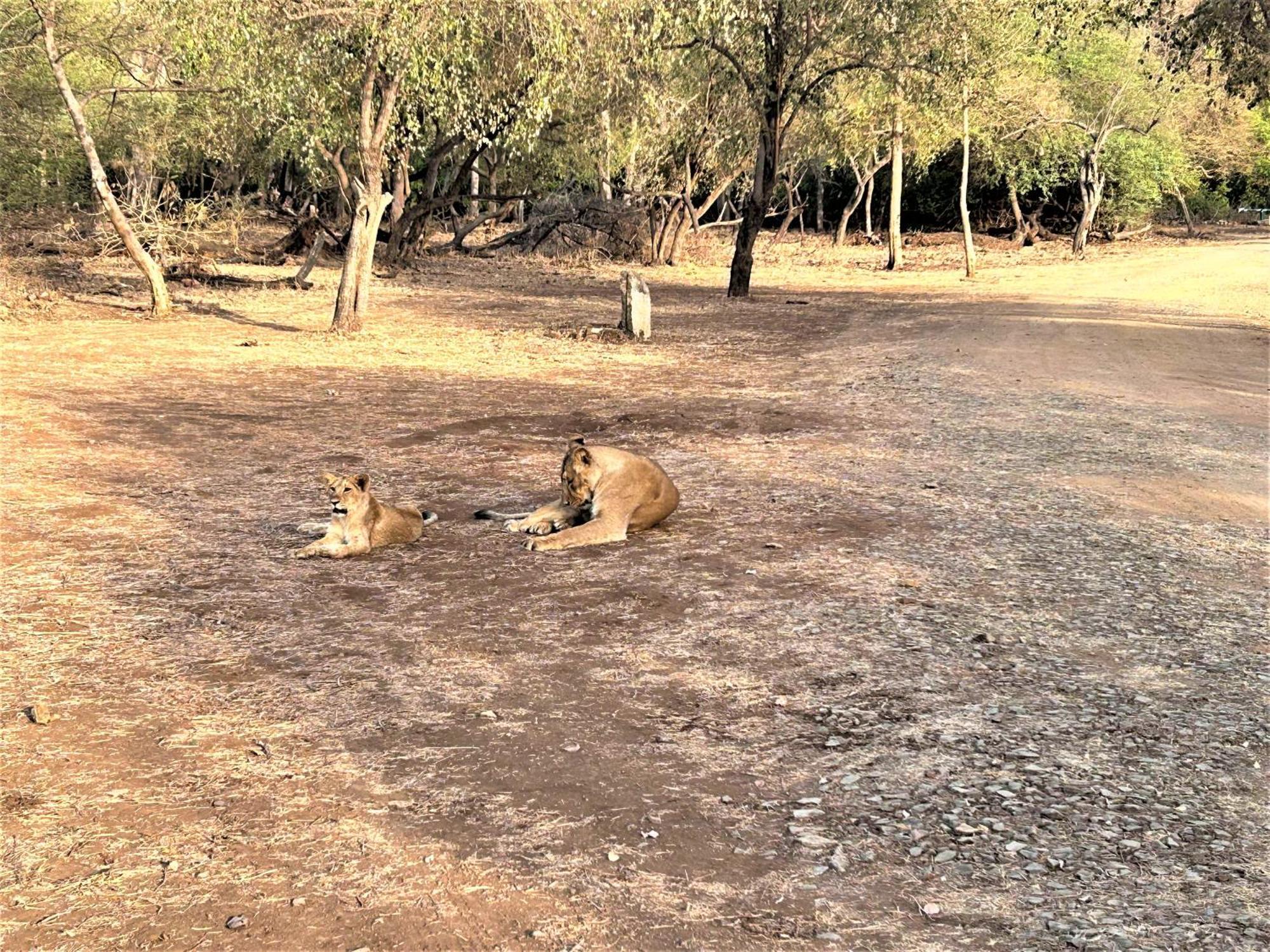 Gir Birding Lodge Sasan Gir Eksteriør bilde